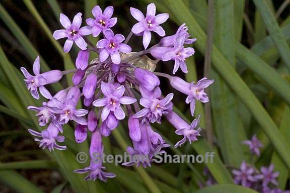 tulbaghia fragrans 3 graphic